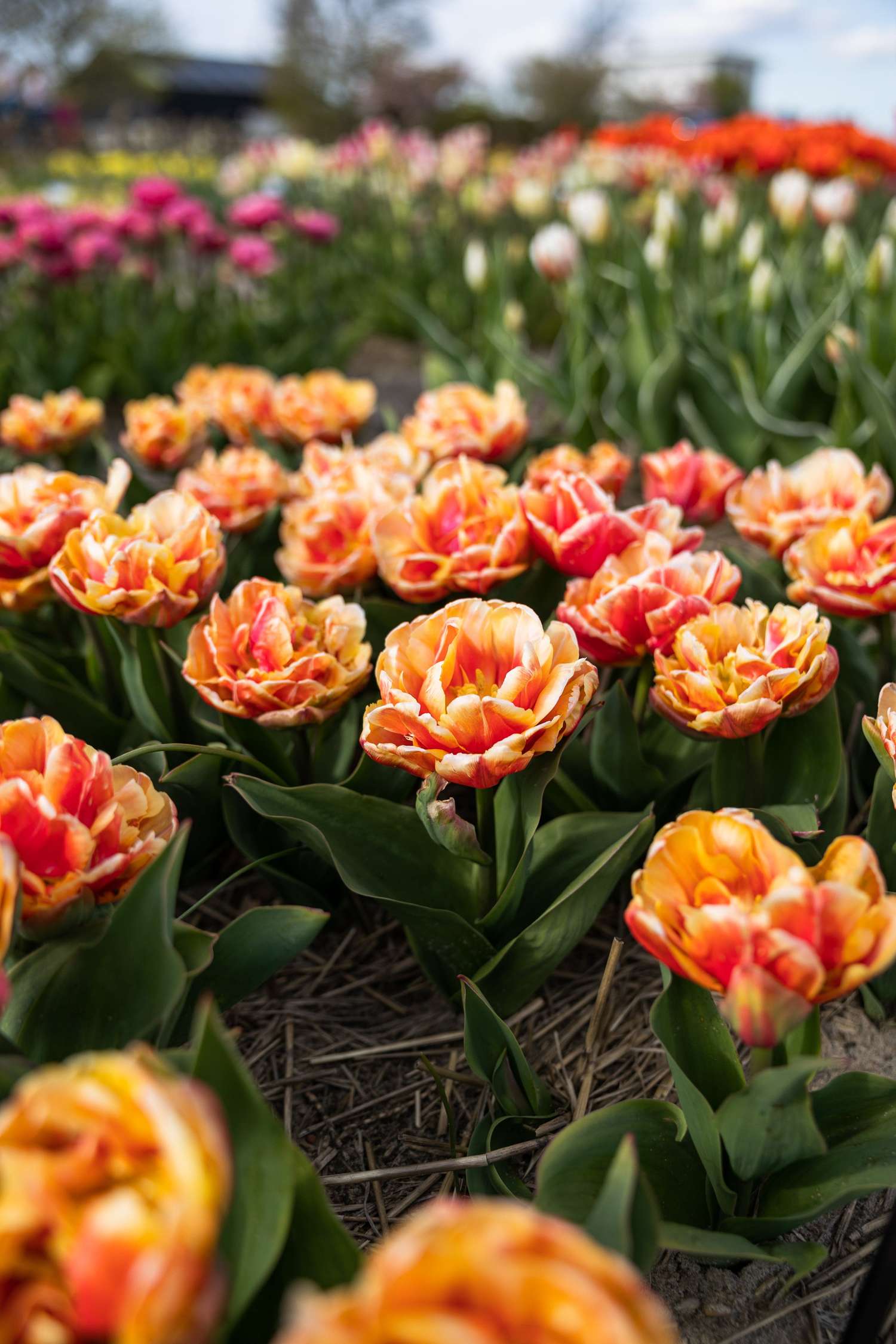 Tulppaani 'Gudoshnik'